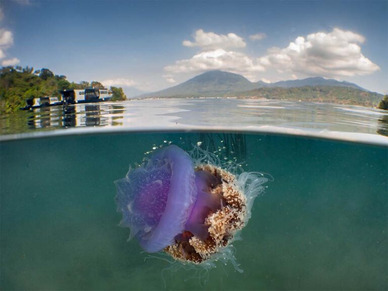 nad-lembeh scuba diving