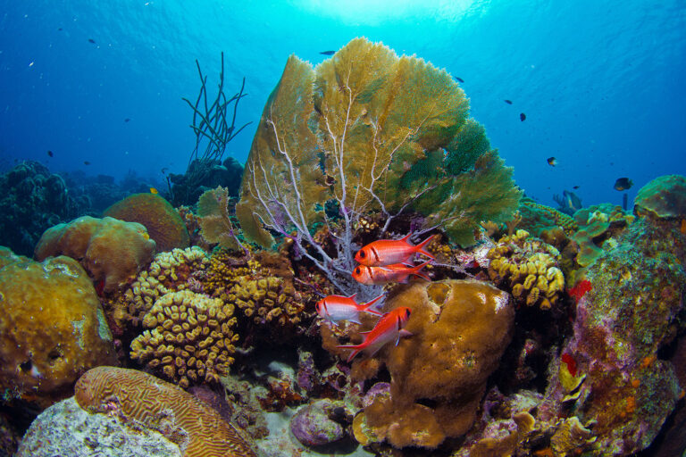 bonaire scuba diving