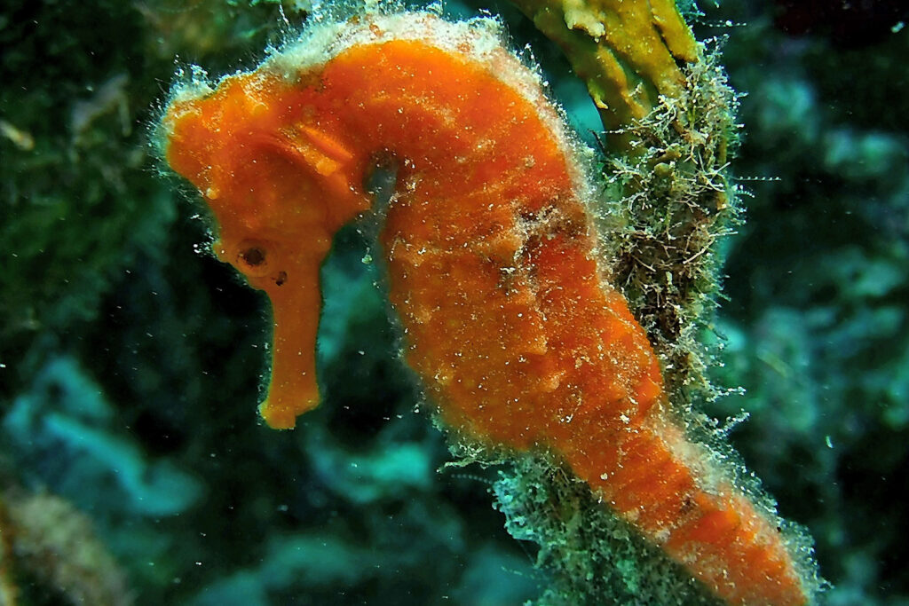 bonaire scuba