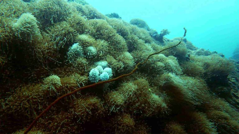 tioman coral reef