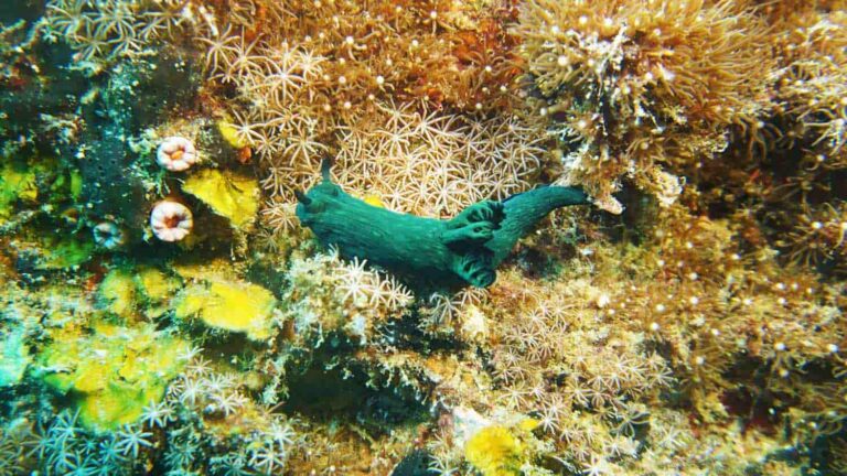 tioman scuba diving