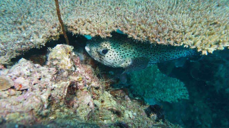 tioman scuba diving