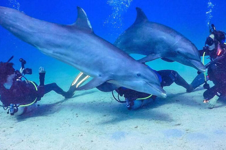 roatan dive resort