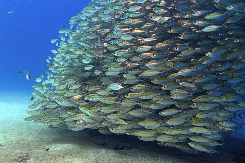 tioman snappers