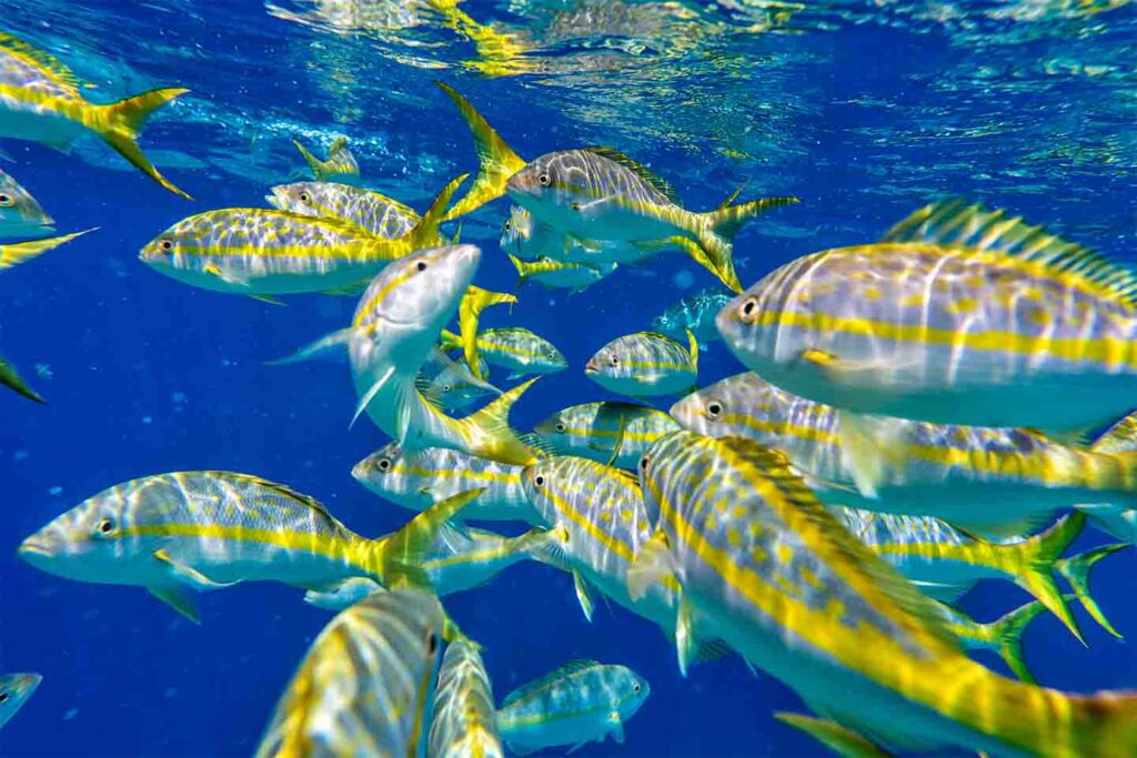 turks and caicos snappers