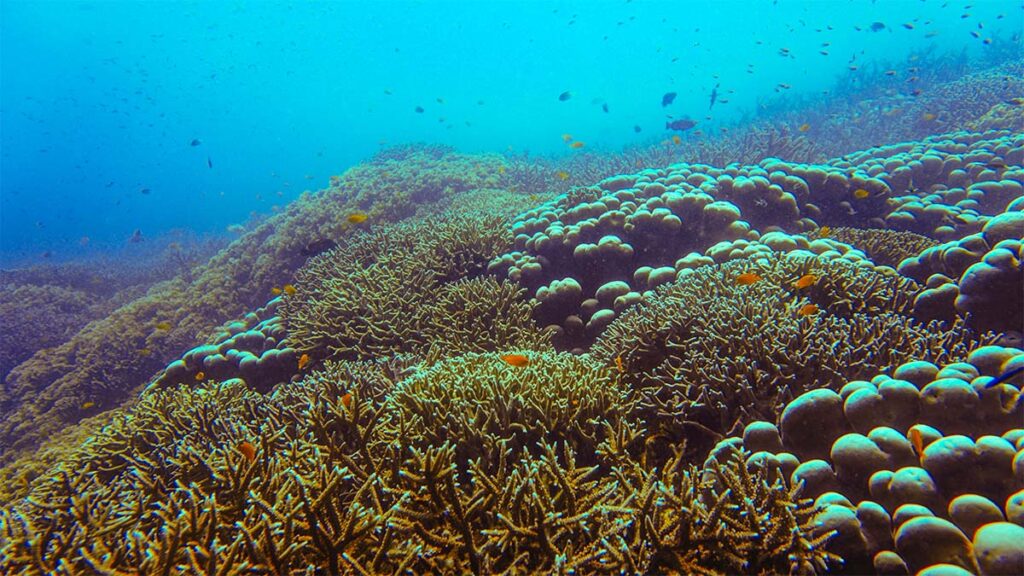 tioman coral
