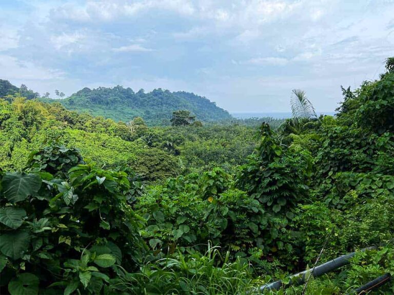tioman jungle